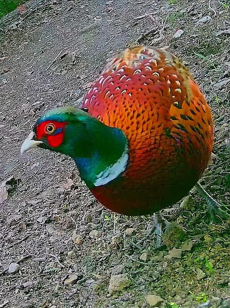 livebirdspoland_b82dd78831298d87493fed1bb74dccd7.jpg