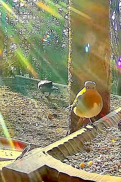 livebirdspoland_899f7ce7f10de523d570565d479f6895.jpg