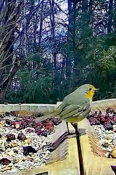 livebirdspoland_a55a48da4a23d59988a9311fe07f6982.jpg