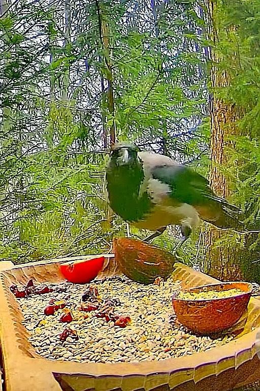 livebirdspoland_ac8c44e3341f5fc2141844e620820a39.jpg