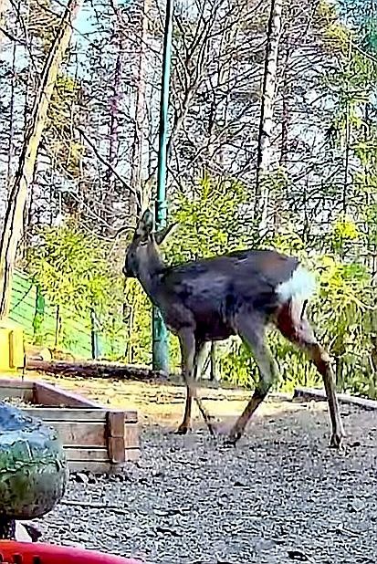 livebirdspoland_022971496cf31f5ac9b522dc7d5609ff.jpg