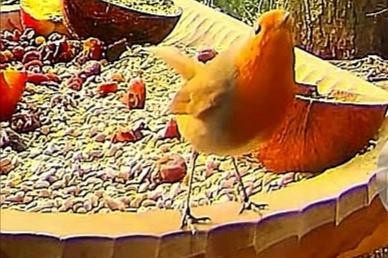 livebirdspoland_d20e21b86f7d1fadb12653d1a4dba22a.jpg