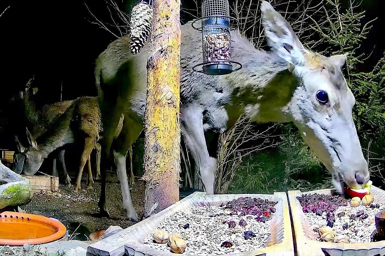livebirdspoland_1e7d98ee30ad9a28eb434f806b3b27dc.jpg