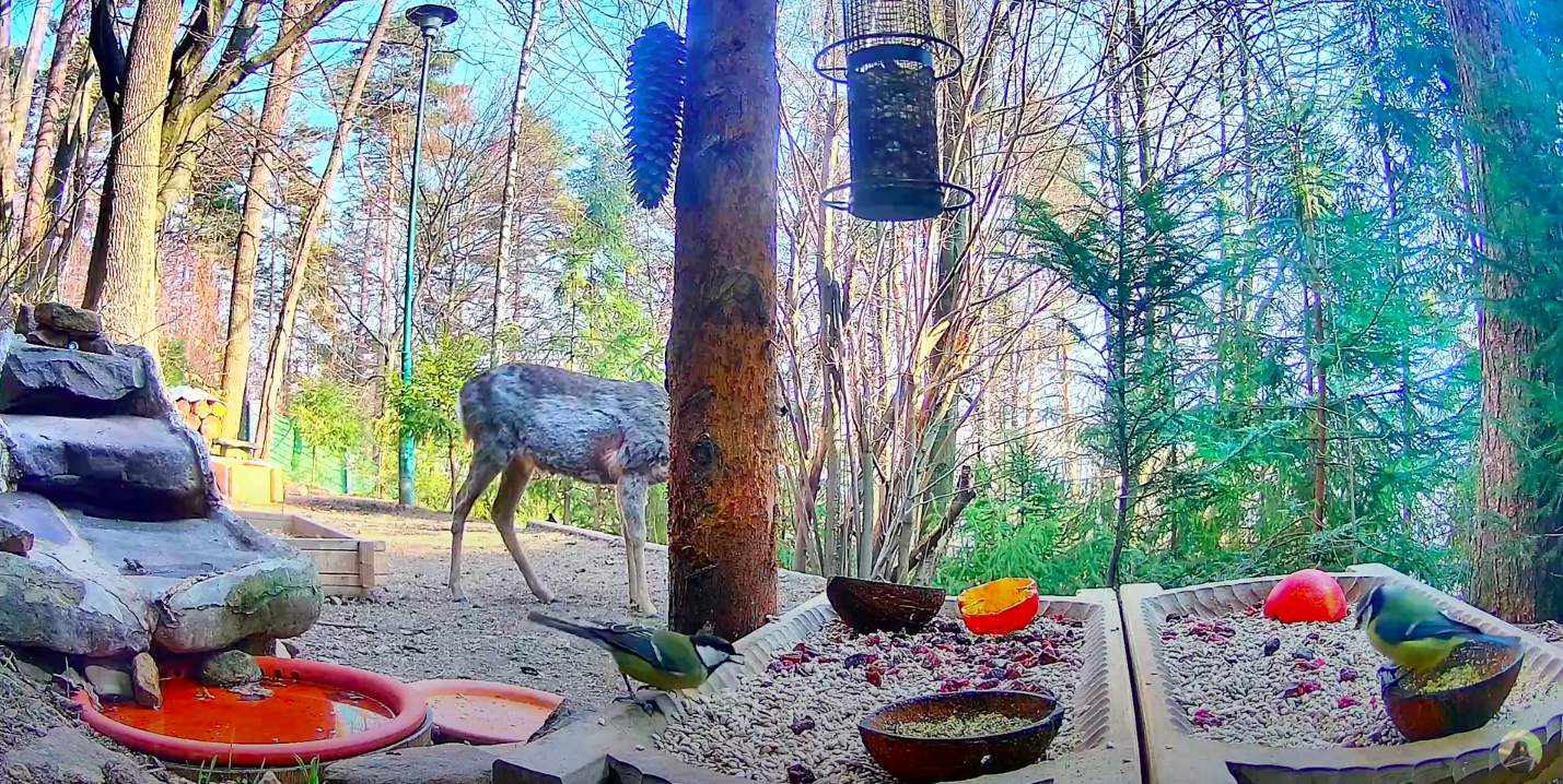livebirdspoland_0809ab6f2d2d9e5f44c76fcf40fd0651.png
