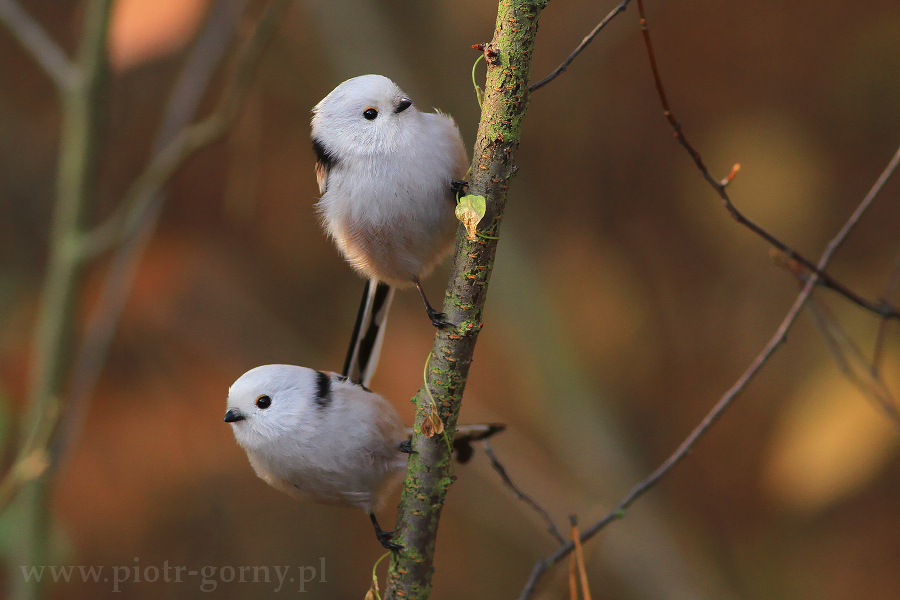 livebirdspoland_3464607bce11a253d40013acde1e1946.png
