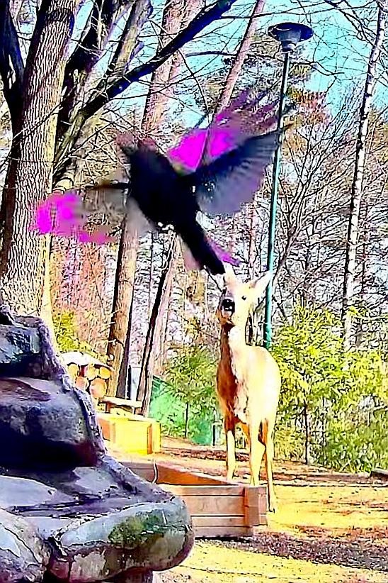 livebirdspoland_23cfb8ff3fdd813807c8a964c72d2de5.jpg