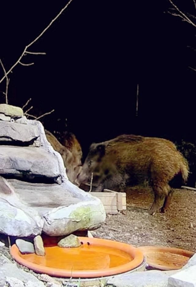 livebirdspoland_21d034f15762cf4578d3746c4a1eb622.jpg