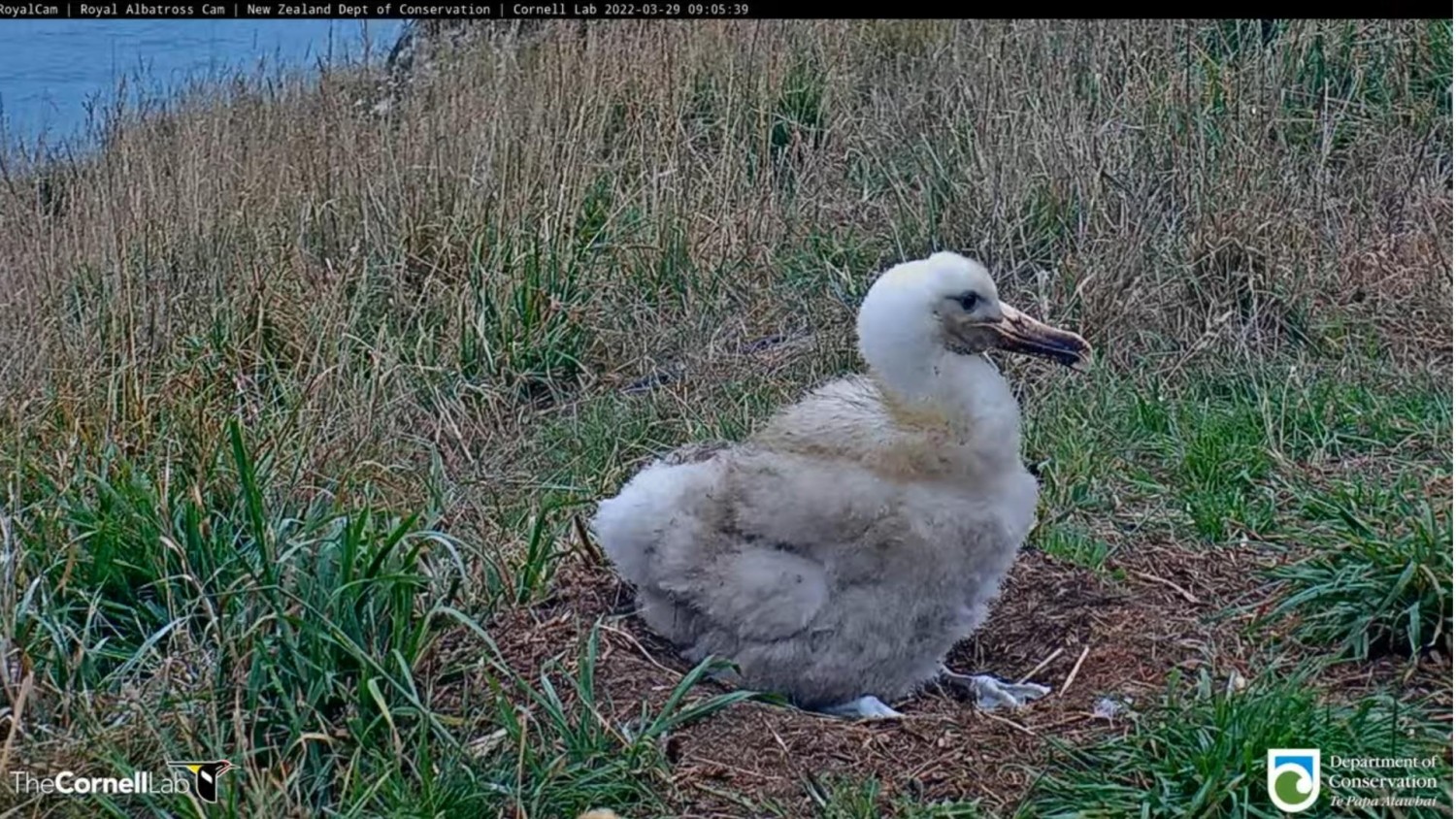 livebirdspoland_9adb5b75899cc4e245bc012591694ce4.jpg