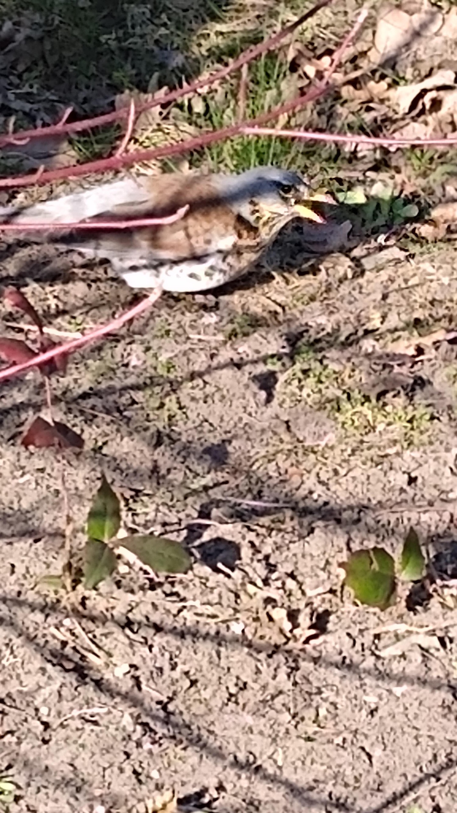 livebirdspoland_39323639479c4d6bb1ec9f43f8928baa.jpg