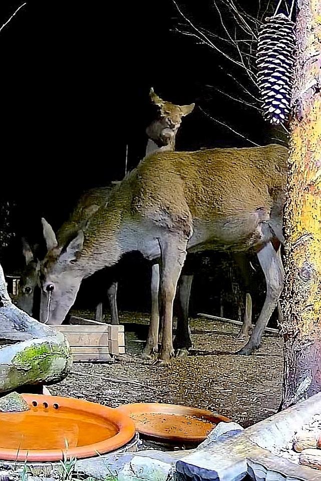 livebirdspoland_503c090816406c2c1d21fd278c507db3.jpg