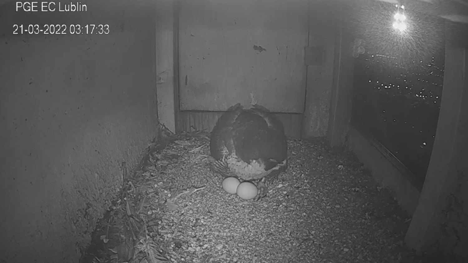 livebirdspoland_5eb0974db3d954e8d4bac3afb59a9429.jpg