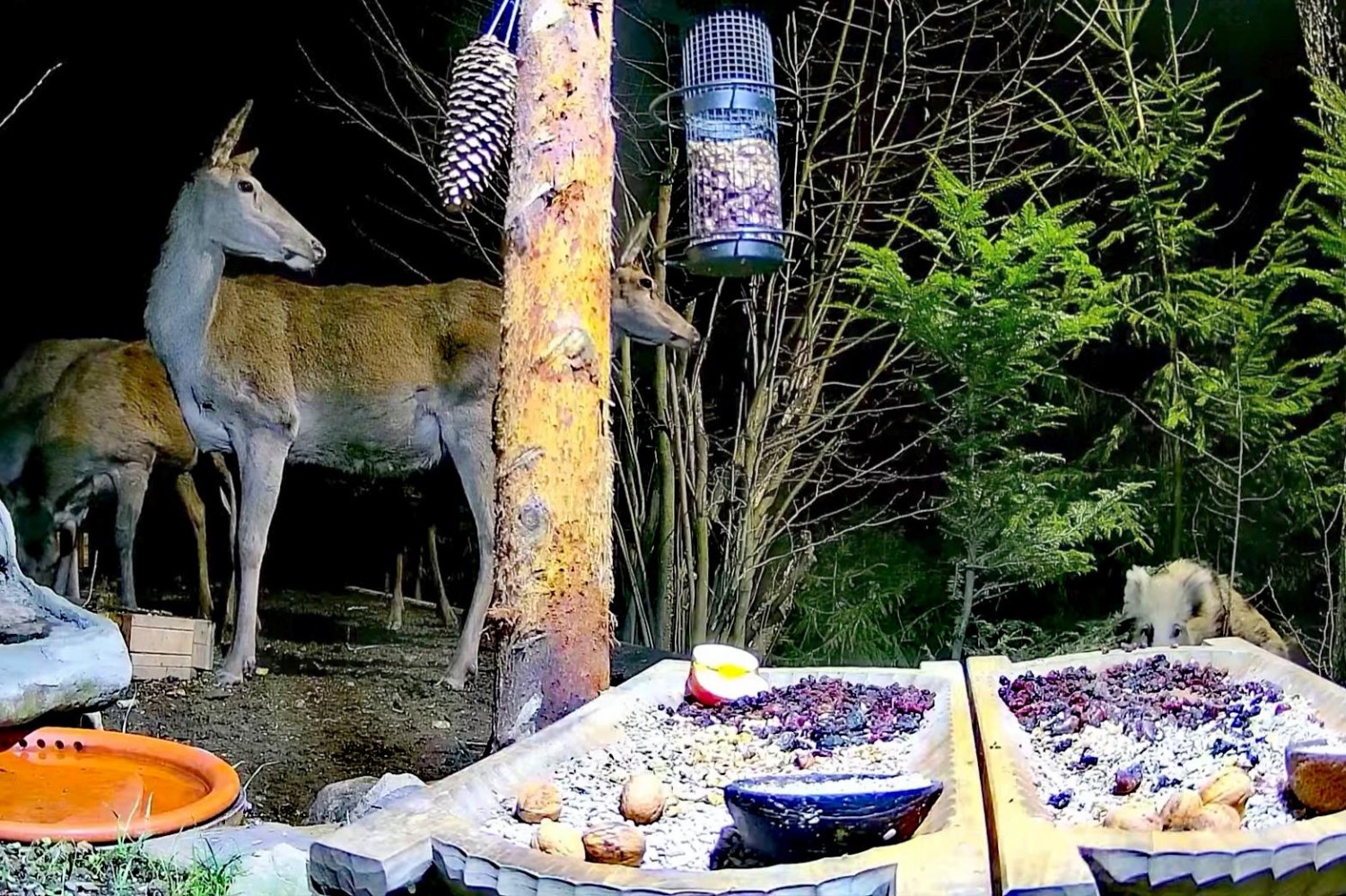 livebirdspoland_a1931ca680ff1a2754c224fa2b91d10a.jpg