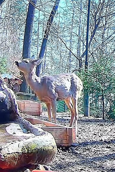 livebirdspoland_0b3273fa43581246b8b686d592527f65.jpg
