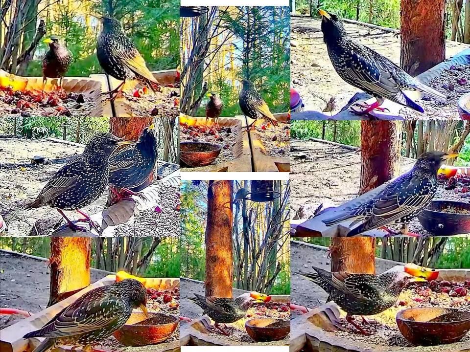 livebirdspoland_7405069a5875d288167294297bf5827a.jpg