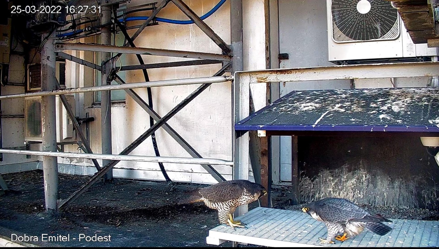 livebirdspoland_f635c3241eb793a49b9c766e742b5d9f.jpg