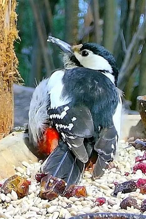 livebirdspoland_ced6f4afaa77a531705812a847808605.jpg