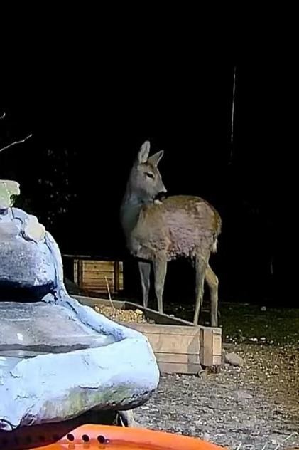 livebirdspoland_b88c9b1445b3fbd2363632e4595fe5f1.jpg