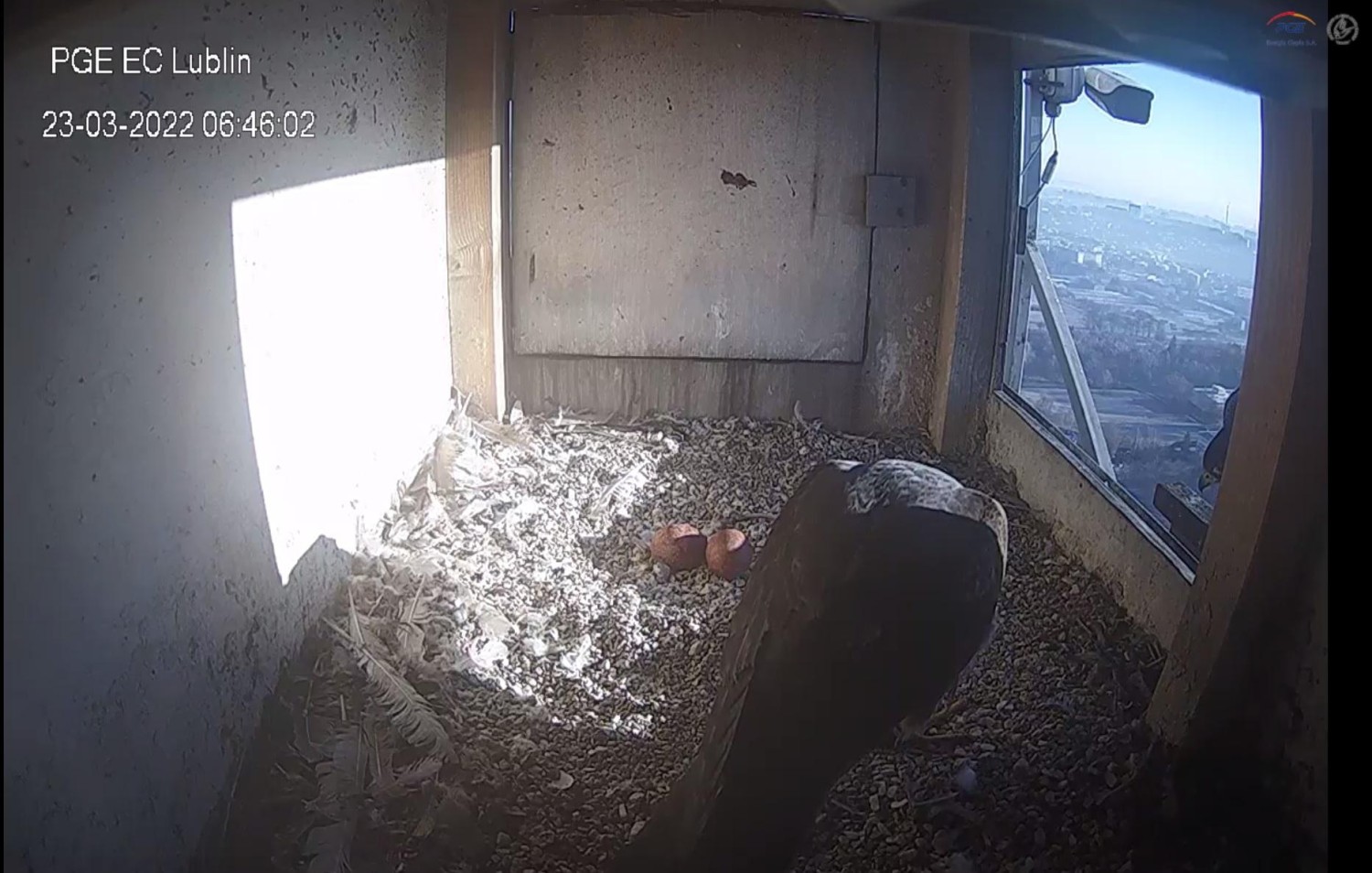 livebirdspoland_1ccce29dd9909aaa3598e0d5eb4cd8f1.jpg