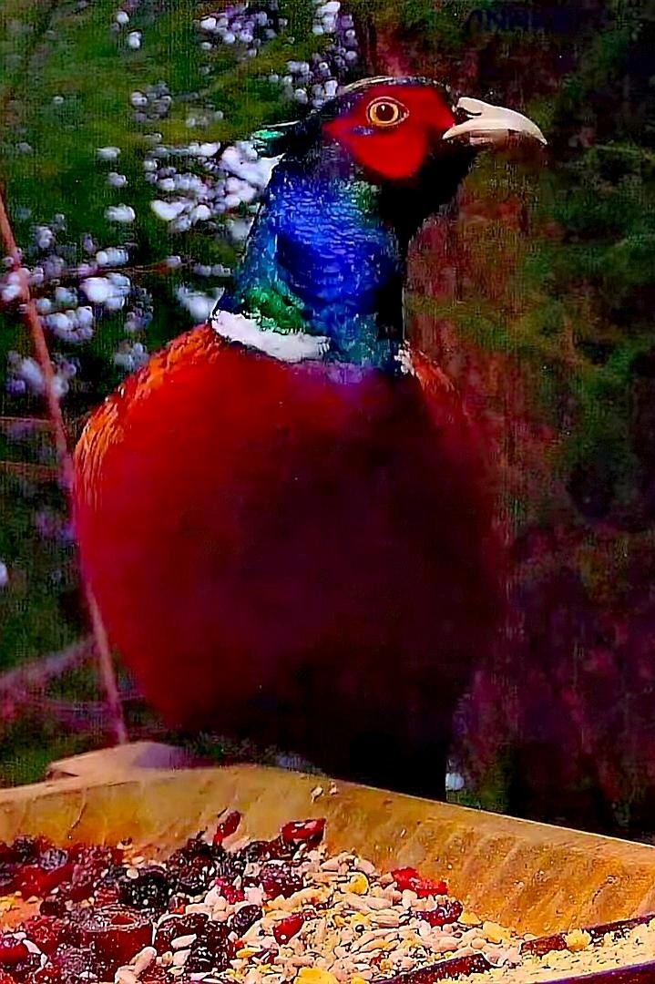 livebirdspoland_e702fa6c14f7013bce8171943f59c35d.jpg