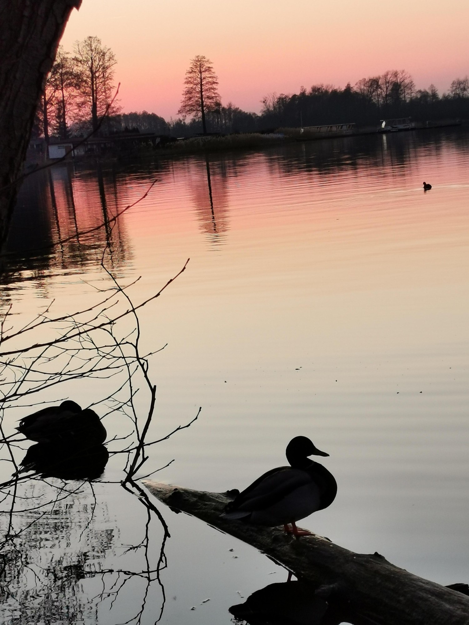 livebirdspoland_c3e07643618289e027bb76af583156a6.jpg