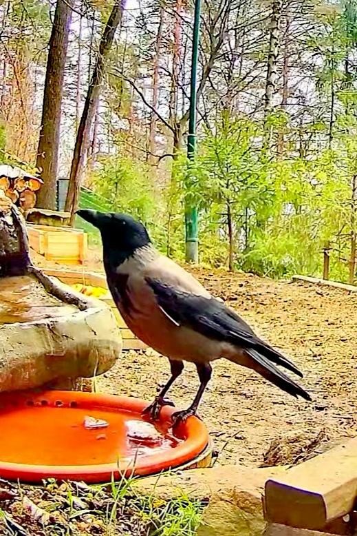 livebirdspoland_8a510ceaf5ff0f01979efb01200cf765.jpg