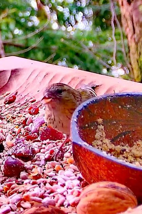 livebirdspoland_168f93085eae95e71e1265c180c90ad9.jpg