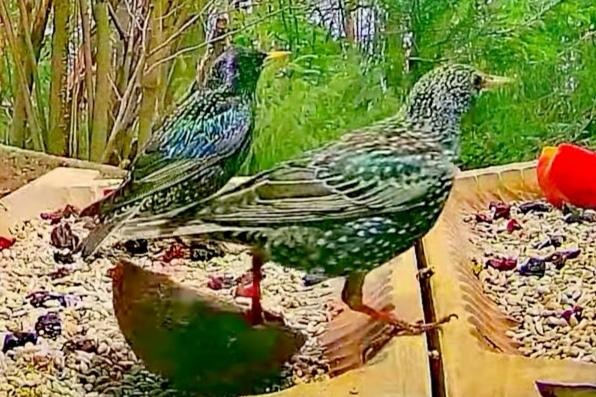 livebirdspoland_44fa59fc34f496b6ca762e92710f367b.jpg