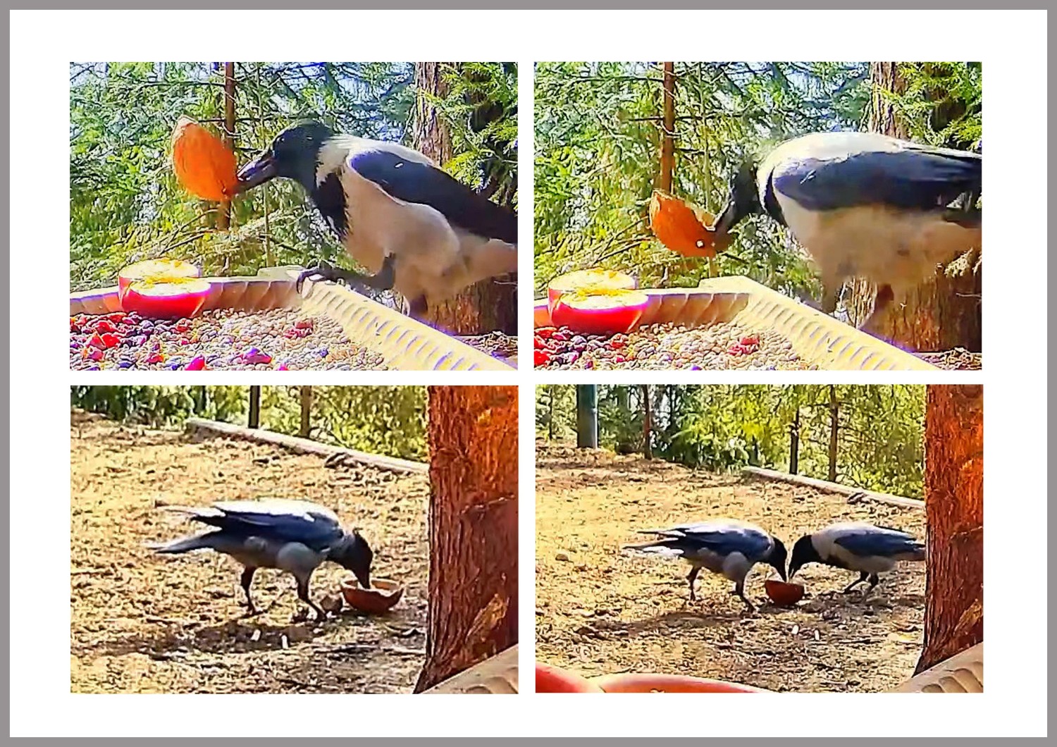 livebirdspoland_275db0cf5d549aa1f4531d11e7c33cea.jpg