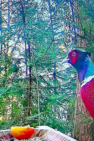 livebirdspoland_51244d25a249437b125972ef7493cfe9.jpg