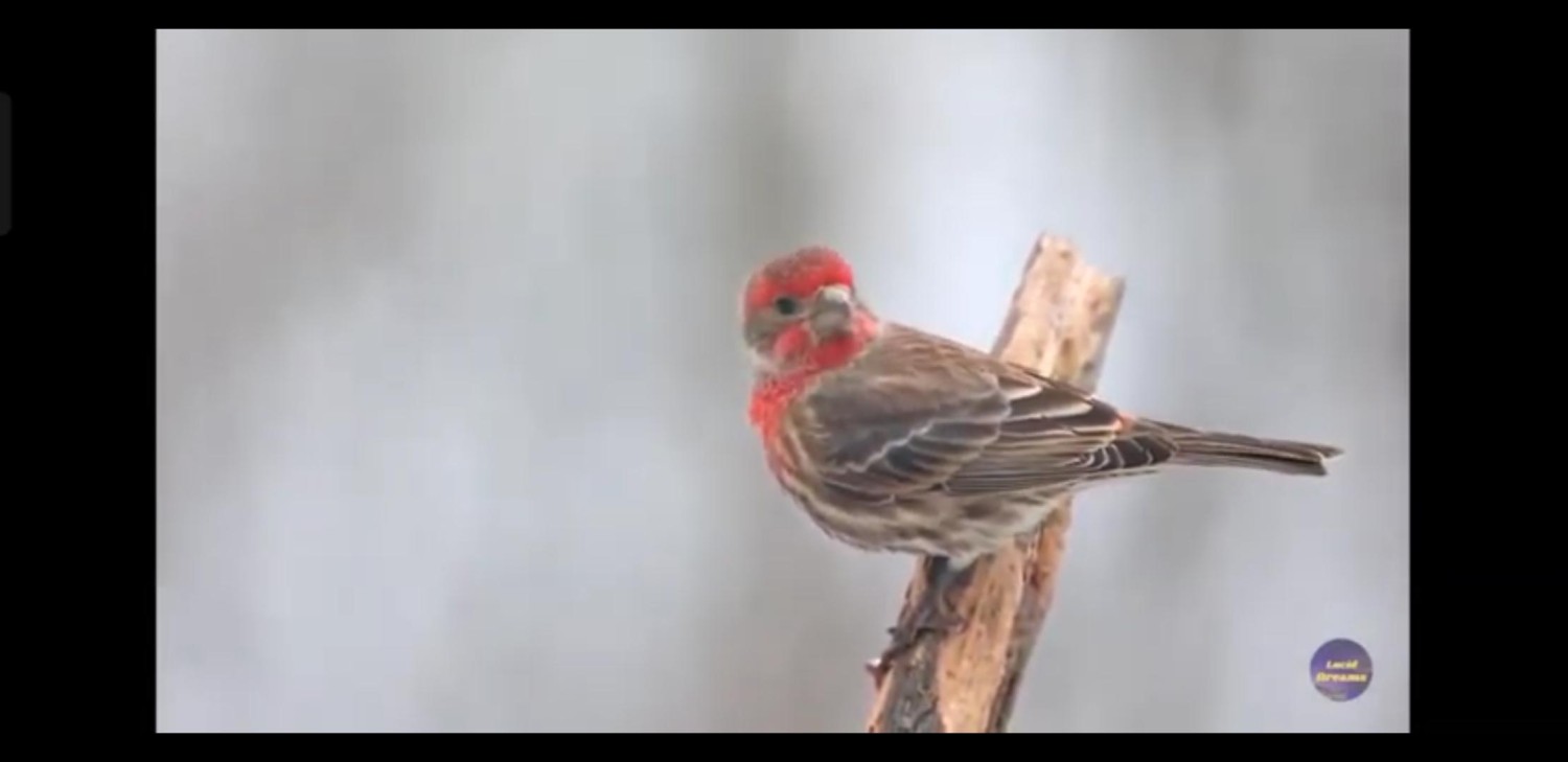 livebirdspoland_5924f2029b8e8ac8a101063a52bfb805.jpg