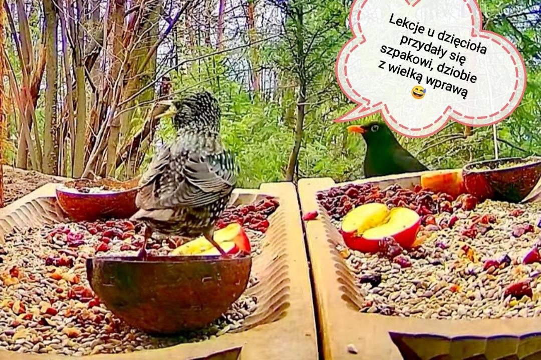 livebirdspoland_543d5bbdf70ddd1f10a368cb66d4551f.jpg