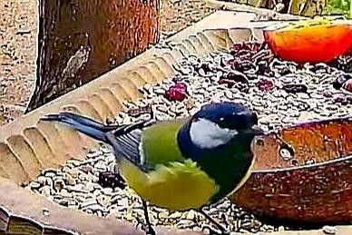 livebirdspoland_f46b2987e2c9e443b32520de62b2ac35.jpg