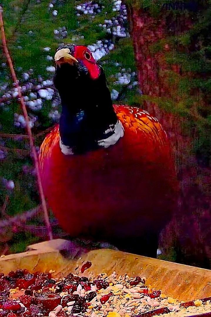 livebirdspoland_2f906dac02d9d716f275361be5be8da6.jpg