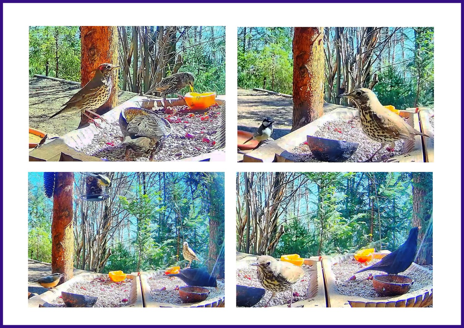 livebirdspoland_b4cbedf3a30c795813d08a0d492149ec.jpg
