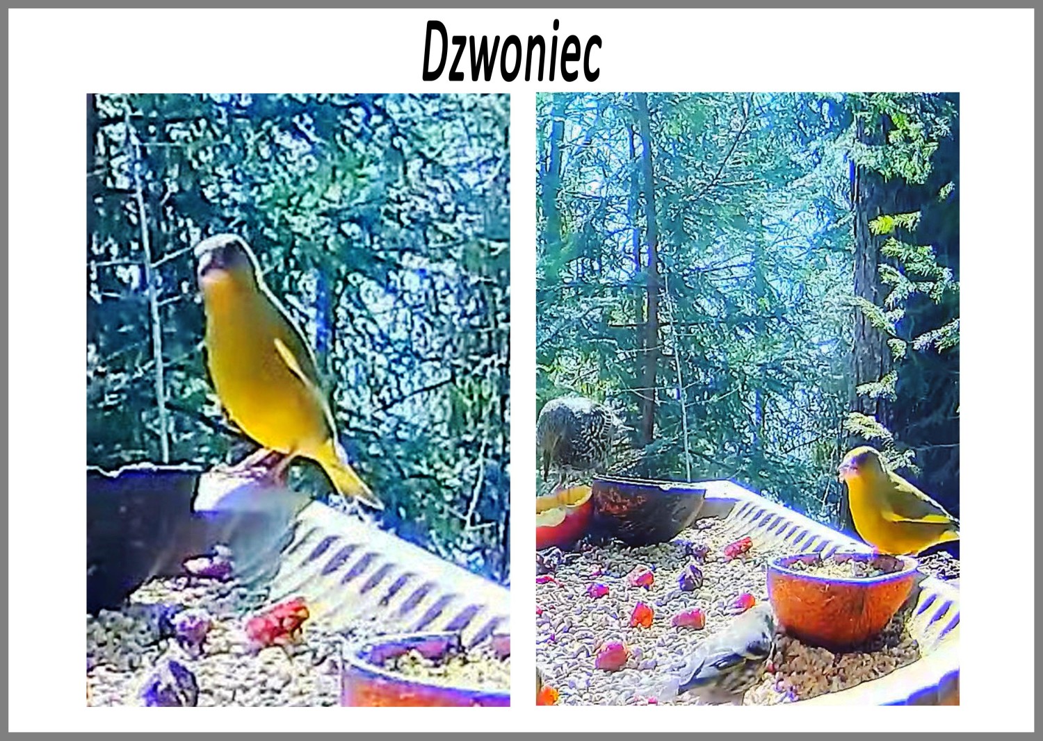 livebirdspoland_92eff1f69e2858261d61c5c90bc95304.jpg