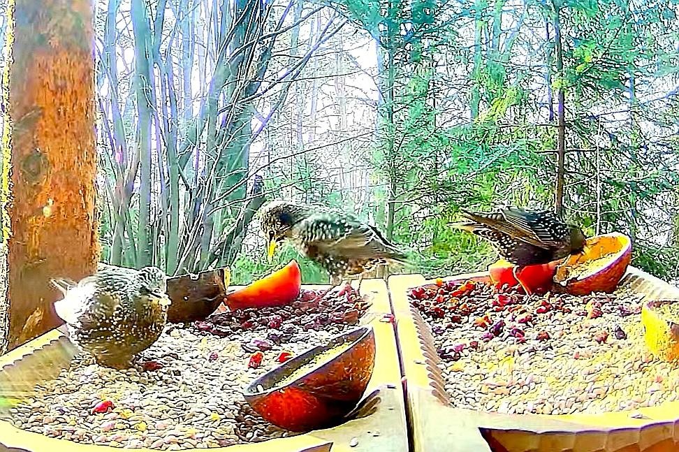livebirdspoland_3125ed008540b95178c1e278e53a29c3.jpg