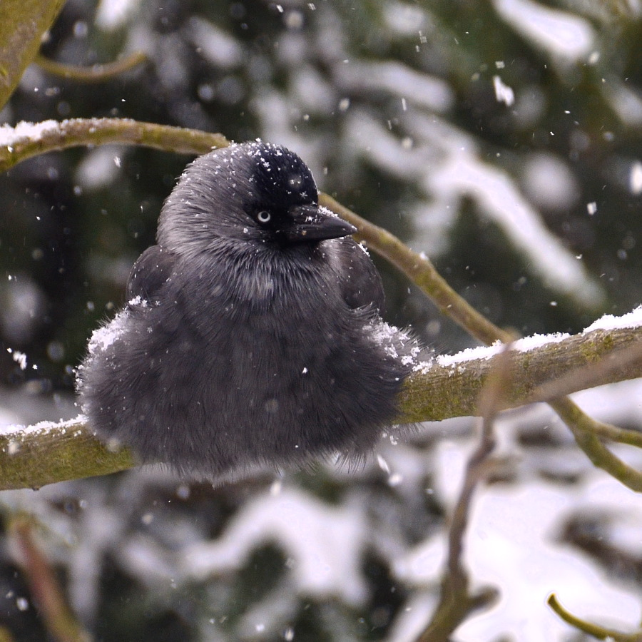 livebirdspoland_41d7ad133f3d05219a4ce90421036879.png