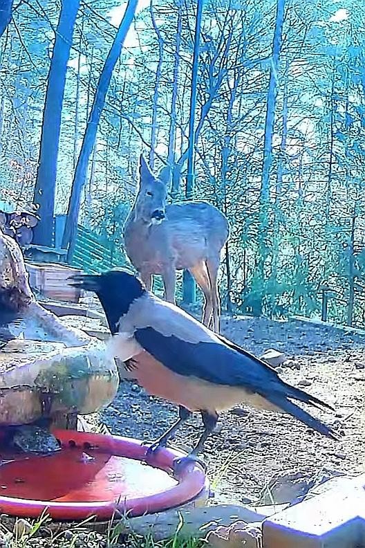 livebirdspoland_3a12814724f94f11d719882b8652a212.jpg