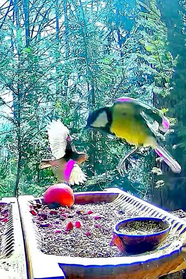livebirdspoland_00177166faa083567f1fd7d7995cd713.jpg