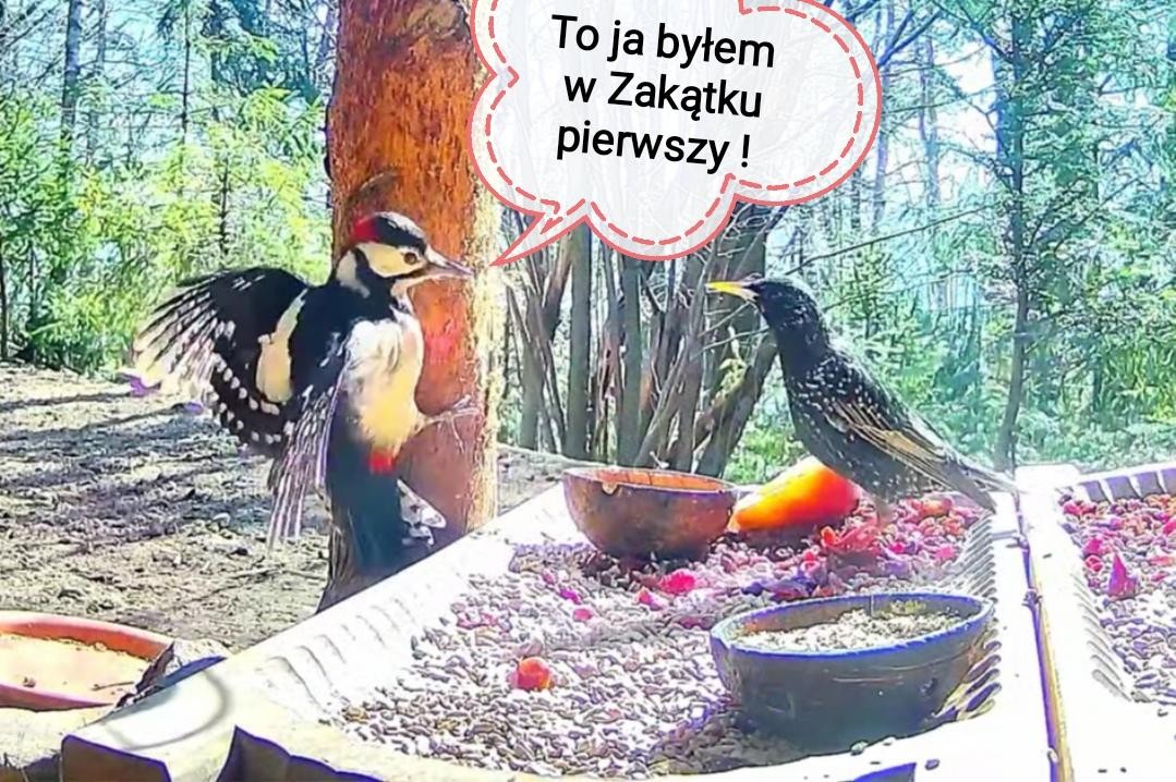 livebirdspoland_4a3cce490f45b39285c76b8f06cdeb17.jpg
