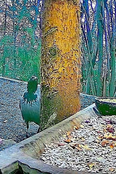 livebirdspoland_b08519c2b168633f73c065973219f890.jpg