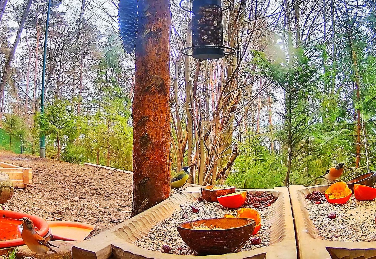 livebirdspoland_e599ff557cfcbdba4fa0f1143107930b.jpg