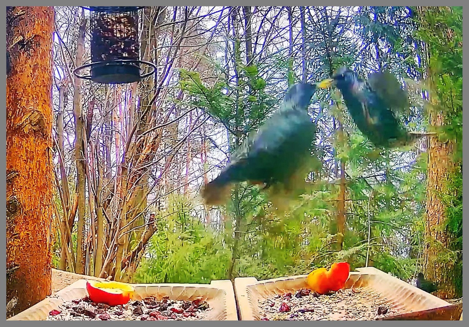 livebirdspoland_c8ff35e1562d810dc426141faa842a3b.jpg
