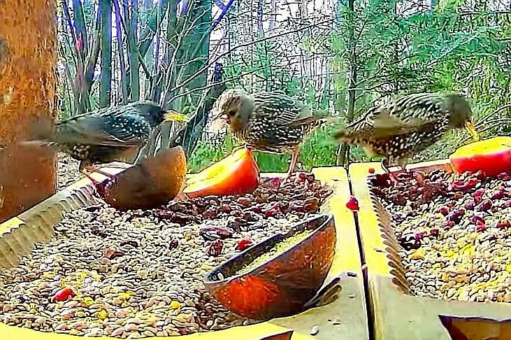 livebirdspoland_56002e9ed3b6dfef30187e948eb3c493.jpg