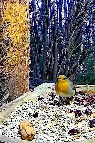 livebirdspoland_272b40d185c7ccd5f9522c30541c28dd.jpg