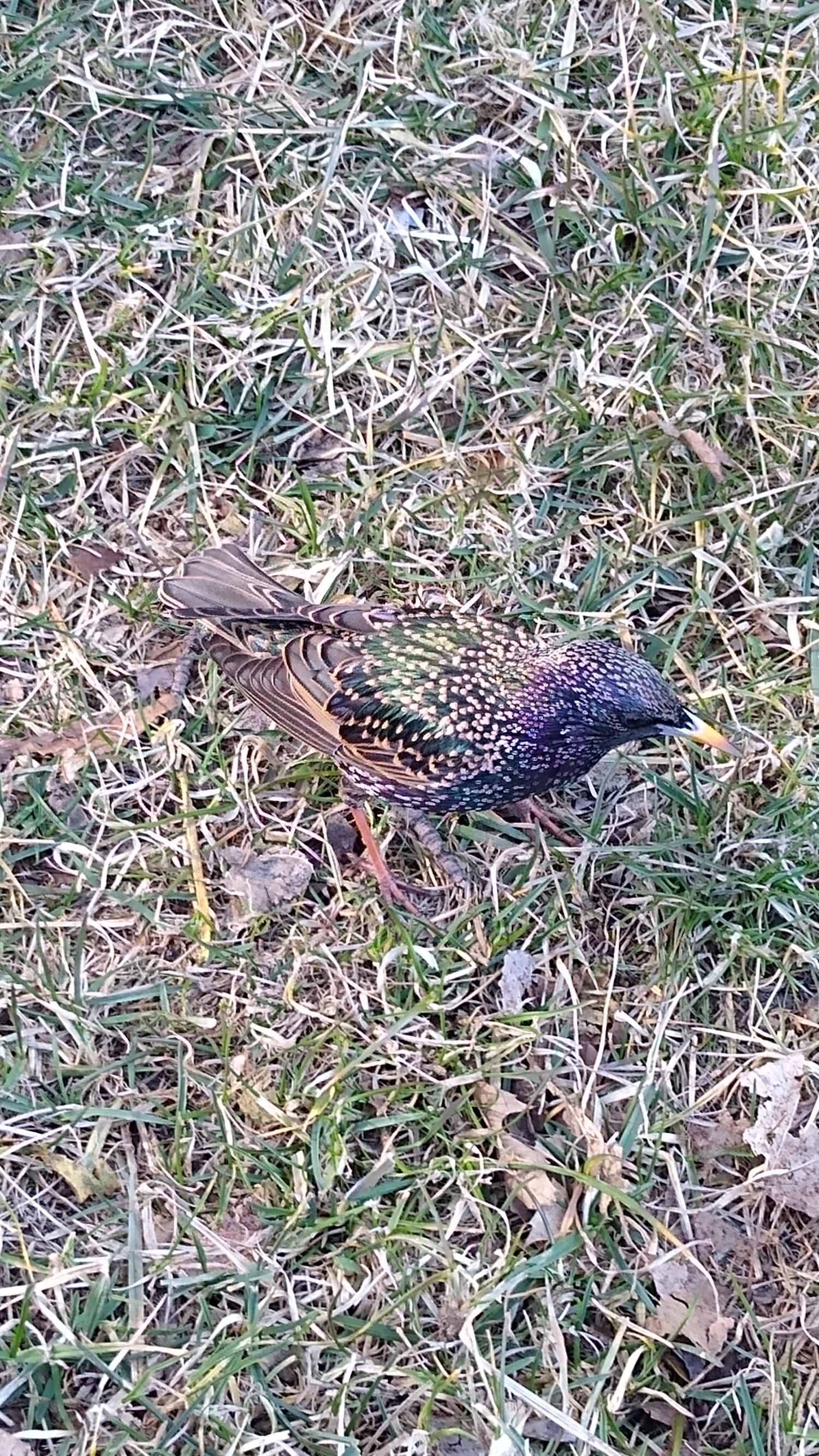 livebirdspoland_45f8700b5f9656e9cdbcd9bb402e28aa.jpg