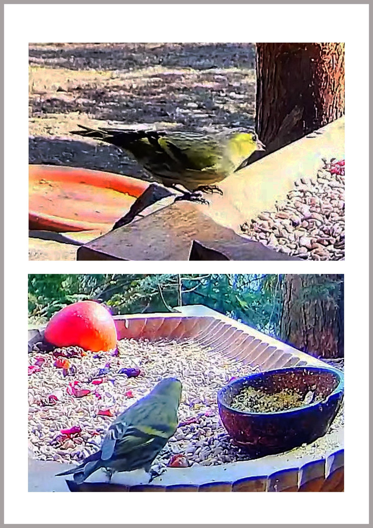 livebirdspoland_d9a147e6030c1d6f13d5fcb3ed8326ca.jpg