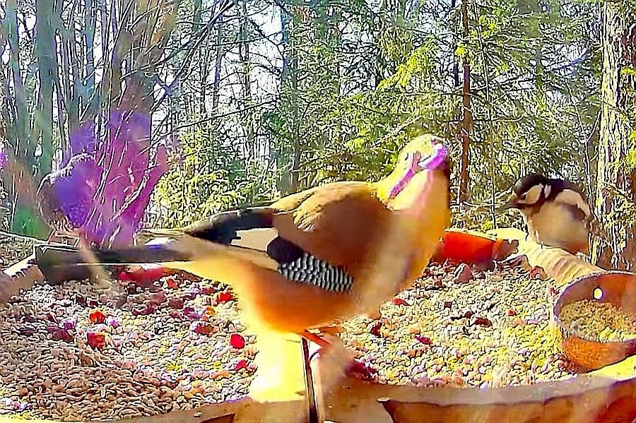 livebirdspoland_ddf8755144c3d690402d6e0e849e3135.jpg