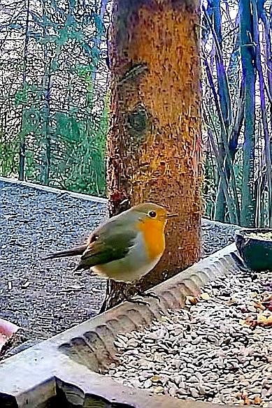 livebirdspoland_86ab7a4f006bbb36500b3a8dcf8a1c4a.jpg