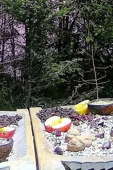 livebirdspoland_6d49502a71dd0861f961471333a126c8.jpg
